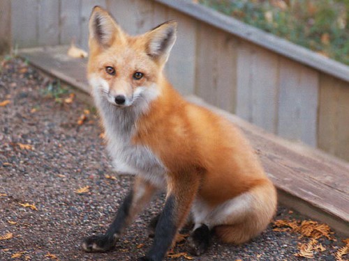 fox by digitalprimate, on Flickr