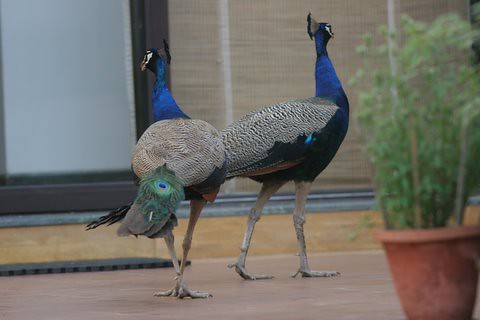 Peacocks...young romeos on the prowl