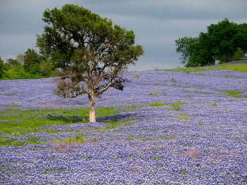 bluebonnets in texas. Texas bluebonnets by mturnage