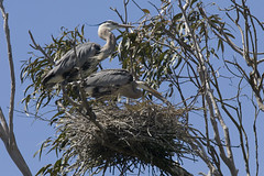 Great Blue Heron pair preparing a nest (bird),...