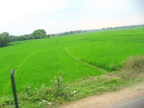 The Green, green fields of home...