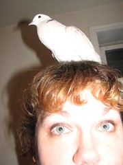 Dove on my head