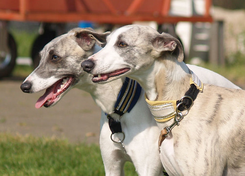 WY meets WiN: Whippets: Jewel with one of her daughters