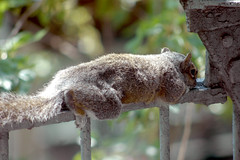 Napping Squirrel