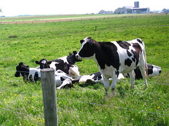 Cows By The Roadside