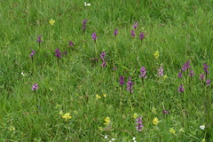 516574165 Green-winged_Orchid 2007-05-16_18:41:04 Murcott_Meadows