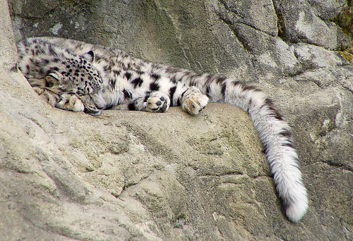 snow leopard cub in snow. Sleeping snow leopard cub