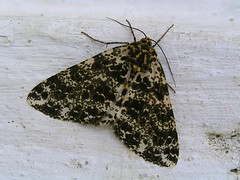 Spotted moth at the Kyichu Lakhang