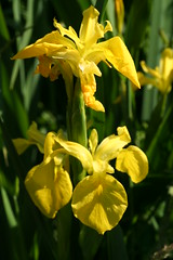 527611971 Yellow_Iris 2007-06-02_10:28:56 Oxford_Canal