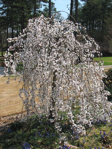weeping cherry tree pictures. weeping cherry, full tree