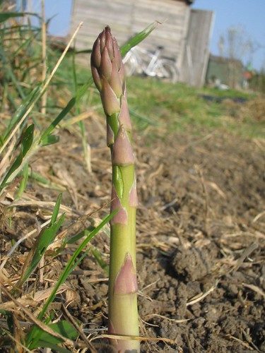THE asparagus in the allotment
