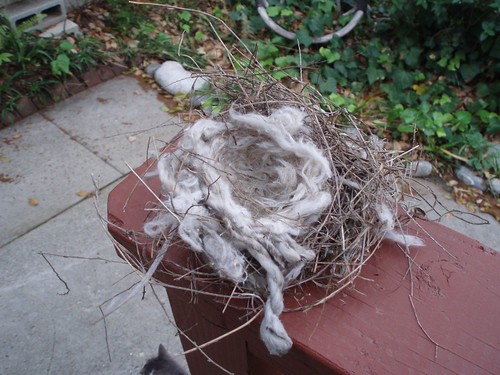 House Sparrow Nest (2 of 2)