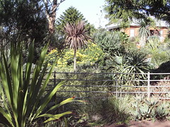 Wigandia Garden Noorat 7April2007 095