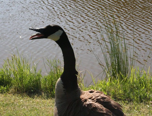 Angry goose hissing at me