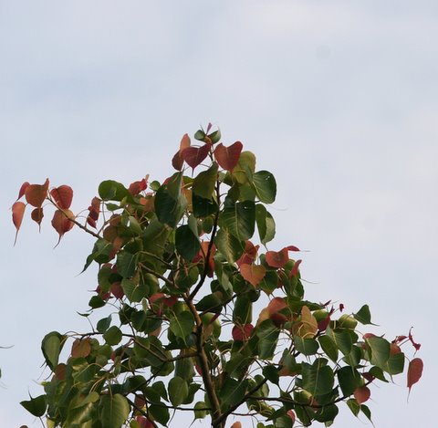 Peepul Tree new leaves (Ficus religiosa)