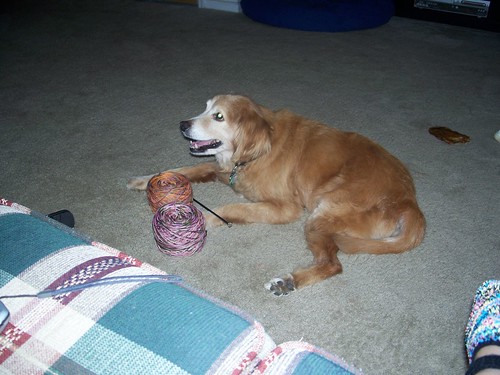 Buster with Sandy's new yarn