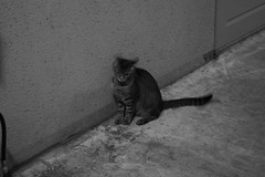 Cat_2007-05-29N004