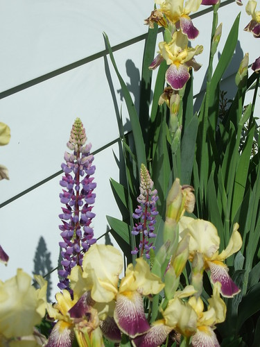 lupine & iris