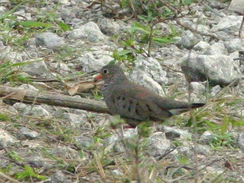 Common Ground-Dove Close-up 20090102
