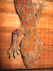 Kep gecko with bad leg