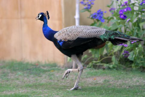 Peacock Strut 11