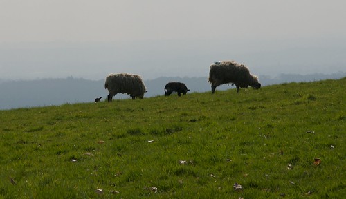 Kentish sheep