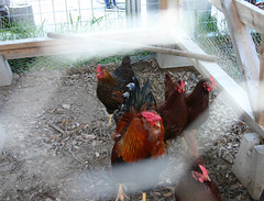 chickens-with-wire-01