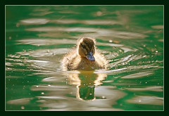 Ducky in reflection of Heineken