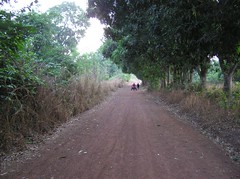 our walk to school (mango trees to the right)