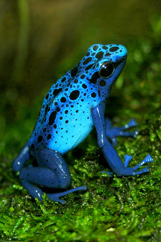Blue Poison Dart Frog | Flickr - Photo Sharing!