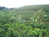 Doka Estates - Coffee Field