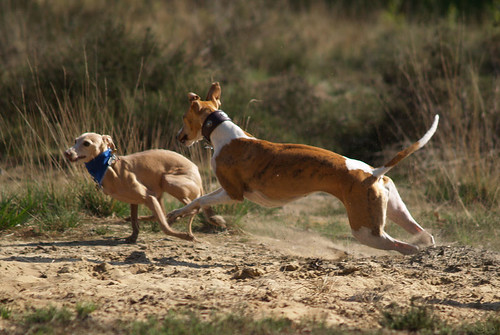 WY meets WiN: Whippet, Italien Greyhound: Nisha and Abby