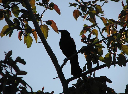 silhouettebird