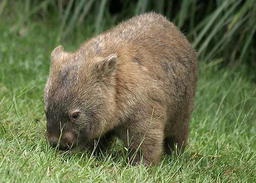 2624_wombat
