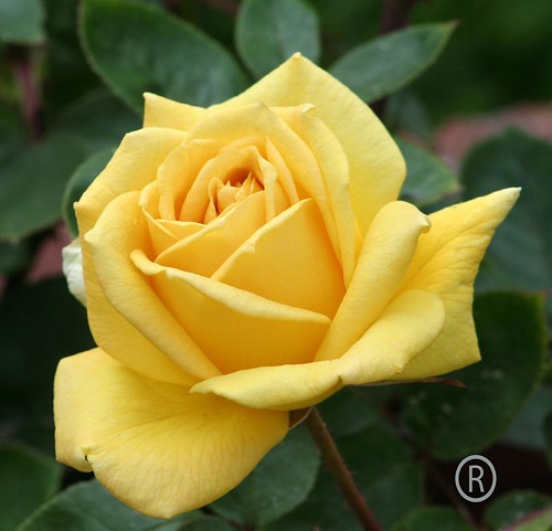  Yellow Rose of Texas 