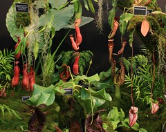 Borneo Plant
