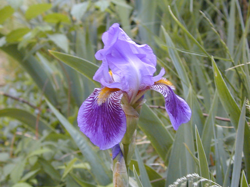 Deep Purple Iris