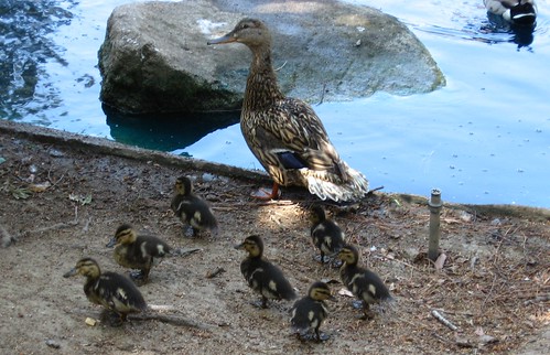 still seven ducklings!