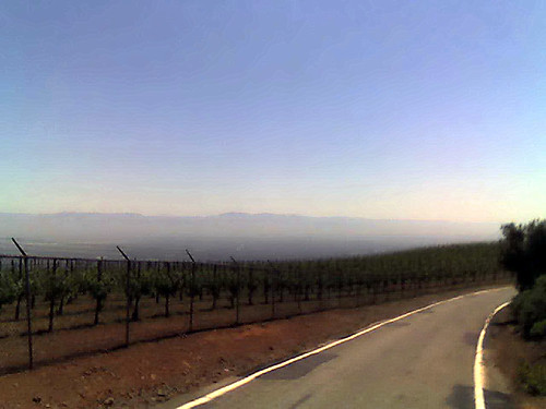A vineyard at Montebello