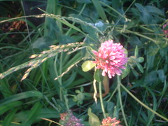 red clover and grass