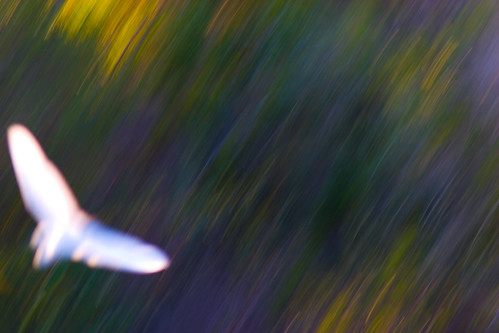 Great Egret in Motion