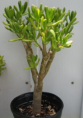 Hobbit Jade Plant