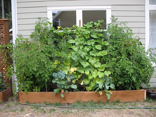 garden - july 2008