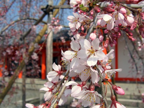 Sanjusangen-do: Sakura