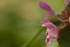 Lamium purpureum - Paarse dovenetel, bloem