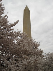 Obelisk through the blossoms