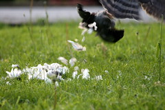 Hawk eats pidgen on my front lawn