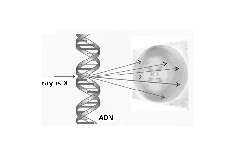 estructura del adn. la estructura del ADN.