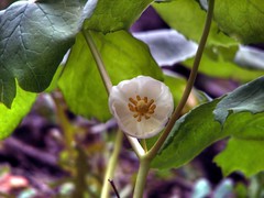 Mayapple Flower (Podophyllum peltatum)