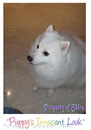 Shiro's Puppy Look